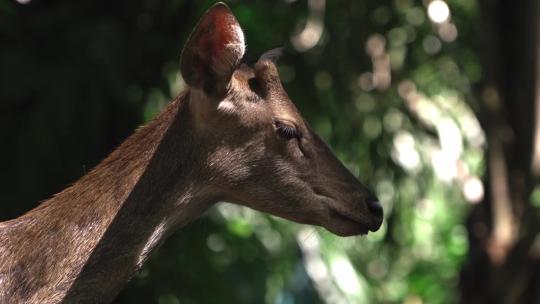 鹿 动物世界 野生动物保护区视频素材模板下载