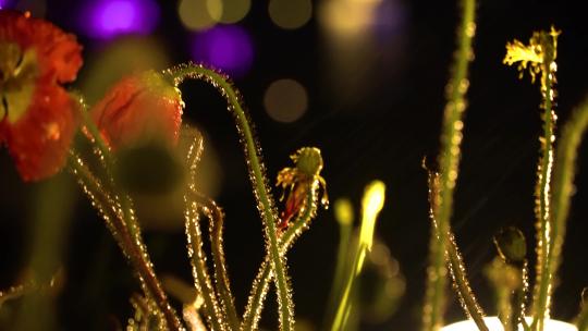 雨夜、露珠、灯光、花卉、特写、微距