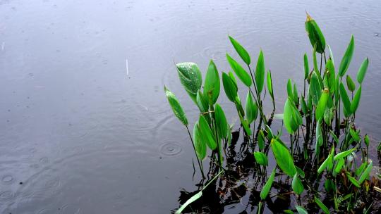 下雨水滴春分惊蛰雨水雨天氛围