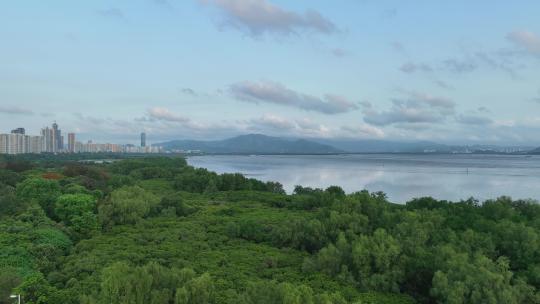 4K深圳福田红树林自然保护区航拍