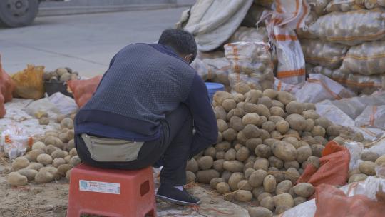 挑捡分类土豆的4k视频