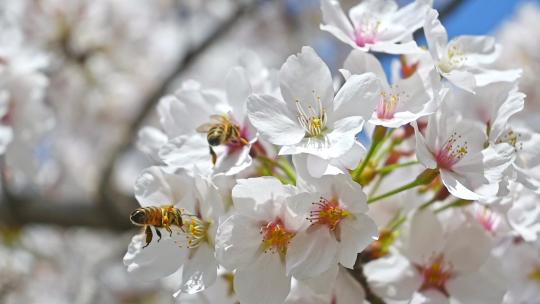 春天蜜蜂在盛开的樱花上采蜜慢镜头