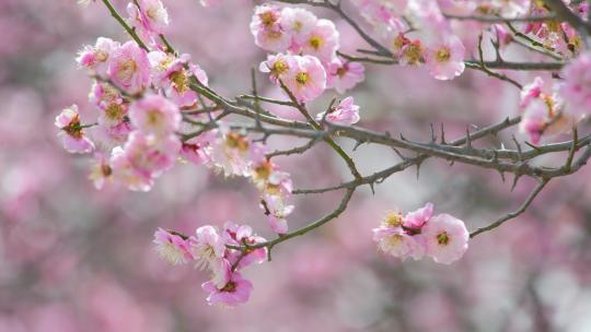 春天梅花盛开 梅园 春天到了
