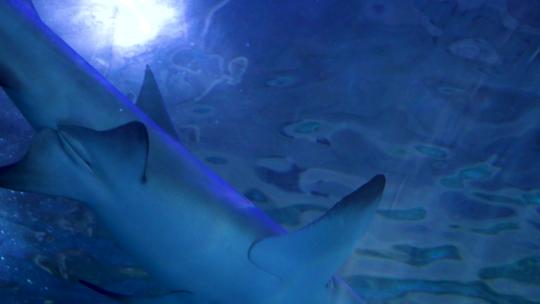 6767 水族馆 鲨鱼 海底视频素材模板下载