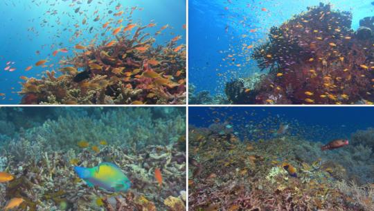 珊瑚海底世界2