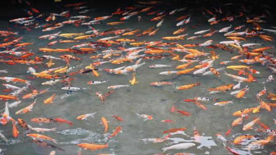 池塘里的金鱼锦鲤观赏鱼群视频素材模板下载