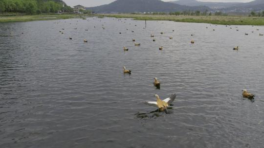 2023.04.03 腾冲北海湿地日出 云雾 仙境航拍4k_0295