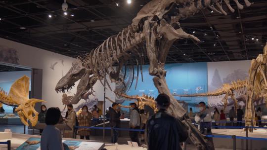 博物馆恐龙化石展览展示视频素材模板下载