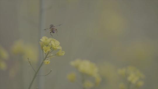 【log】【空镜】蜜蜂在油菜花采蜜并飞走