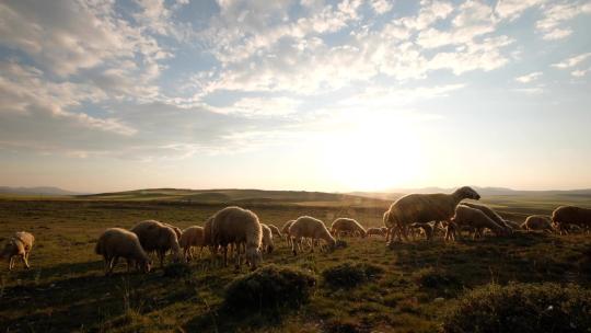 日落平原上的绵羊