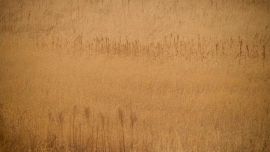 沙尘天气金黄色野草荡漾芦苇草视频素材模板下载