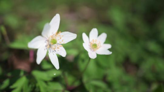 白色野花蜂蜜采蜜慢镜头特写