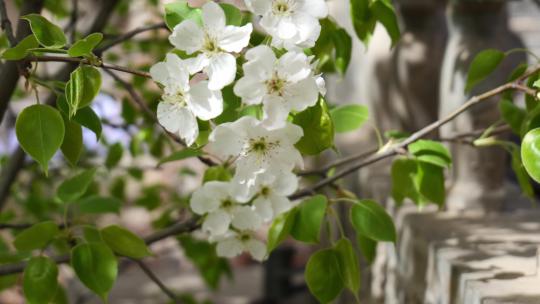 盛开的白色梨花