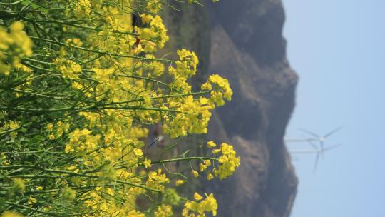 山东文登界石镇旸里村的油菜花田和远山风电