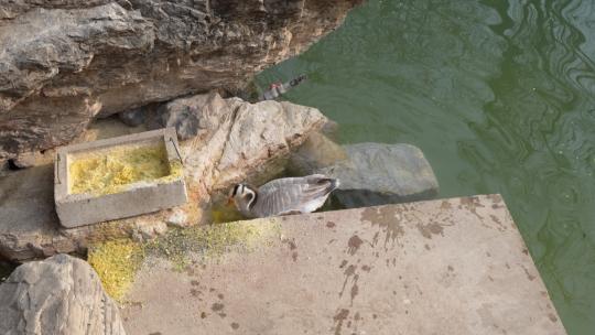 鸭子斑头雁在岸边水中觅食吃饲料视频素材模板下载
