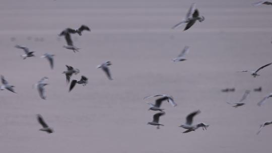 深圳湾的红嘴鸥