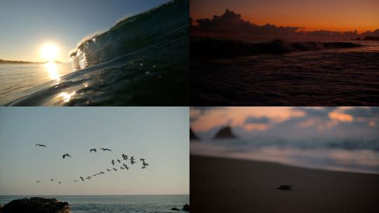 海边日出黎明海浪海鸥海鸟小海龟爬行大海