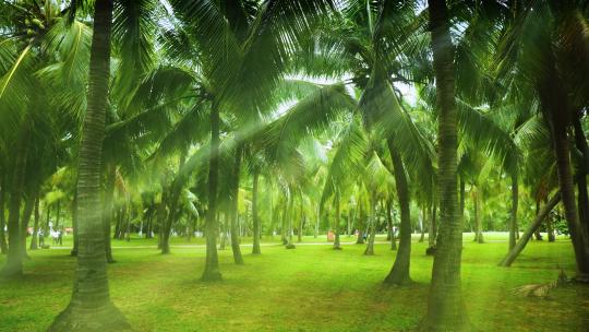 阳光树林 椰树林 椰子树 丁达尔效应视频素材模板下载