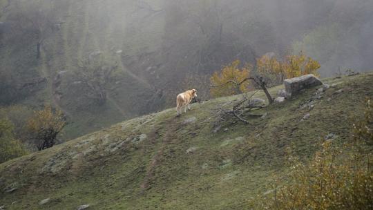 牛群在山间草甸吃草 周围薄雾高清在线视频素材下载