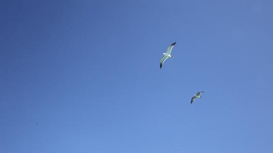 晴空蓝天下正在天空翱翔的海鸥