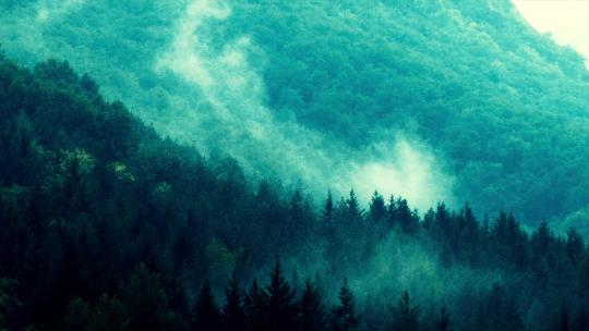 夏季森林云雾缭绕