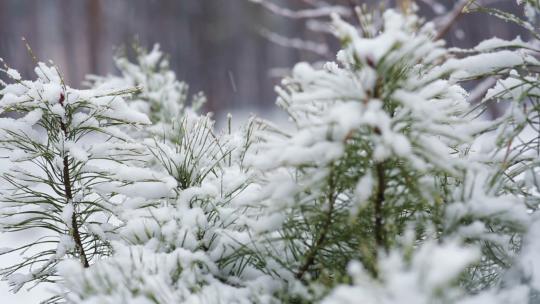 雪中的植物视频素材模板下载