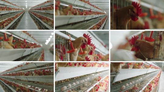 现代化养鸡厂合集视频素材模板下载