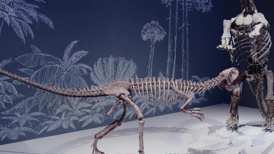 恐龙化石恐龙骨骼自然博物馆