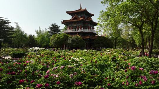 洛阳王城公园牡丹花