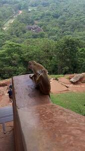 两只棕色猴子在大自然的背景下