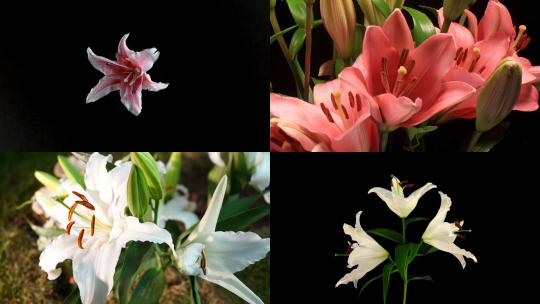 【合集】白色百合花盛开植物大自然生态鲜花