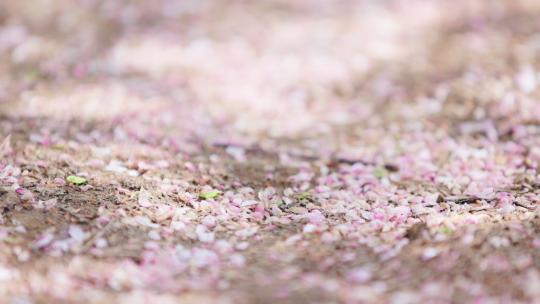 光影中掉落在土地上的粉色桃花叶子特写空镜