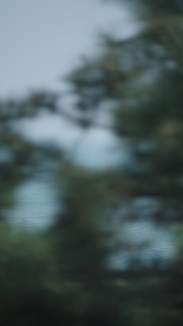 竖屏车窗外海边掠过树荫出现大海 ProRes