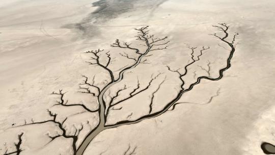 鄱阳湖大地之树航拍视频素材模板下载
