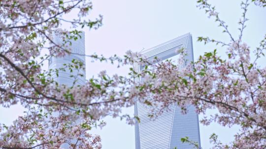 上海城市陆家嘴东昌路环球金融中心樱花视频素材模板下载