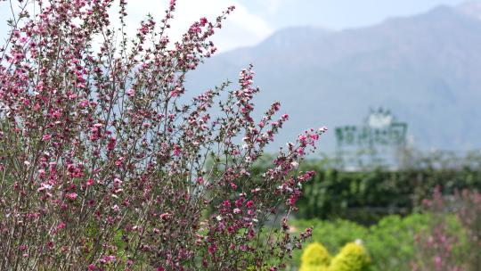 春天春季立春鲜花盛开开花