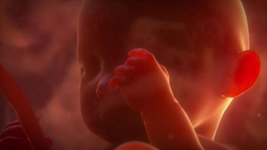 子宫内的胎儿视频素材模板下载
