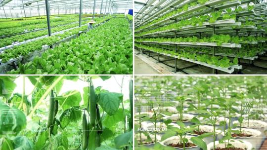 智慧农业温室大棚绿色有机蔬菜食品HD视频素材模板下载