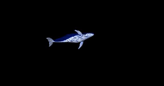 鲸鱼带通道 鲸鱼