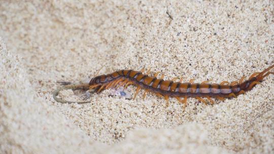 蜈蚣，Scolopendra在沙滩上吃壁虎