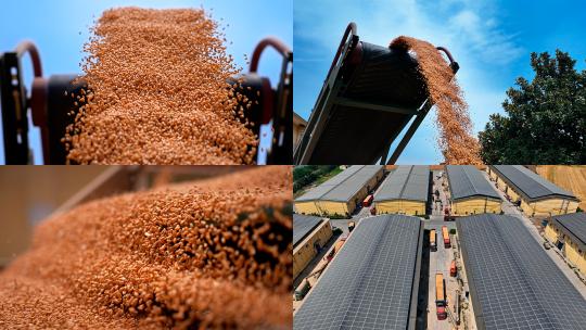 夏粮麦子小麦仓储入库粮仓粮库粮食储备粮高清在线视频素材下载