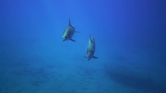 海豚 海豚捕鱼 海洋生物 一群海豚