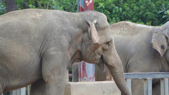6809 大象 动物园