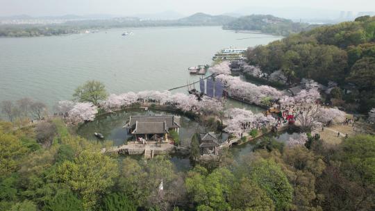 原创 江苏无锡太湖鼋头渚樱花航拍风光