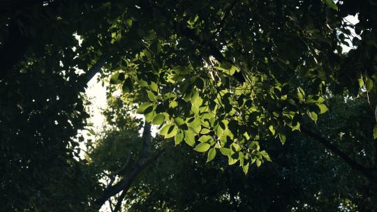 树叶竹子逆光绿色安静4K素材