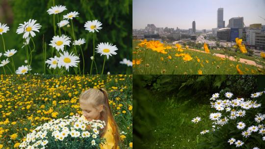 【合集】大自然植物野菊花雏菊白色黄色的花