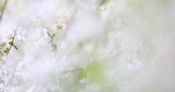 春天雪柳花白色小花满枝盛开