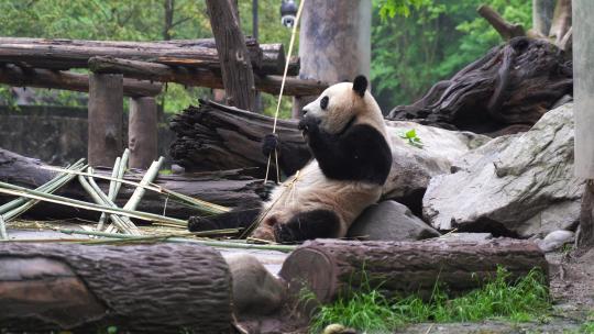 大熊猫躺着吃竹子熊猫吃竹笋视频素材模板下载
