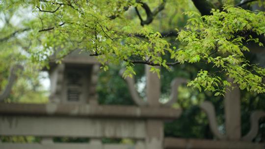 杭州钱王祠春天清明节雨天古建筑自然唯美