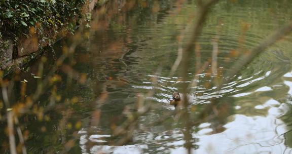 【正版素材】自然小河绿植鸭子游泳